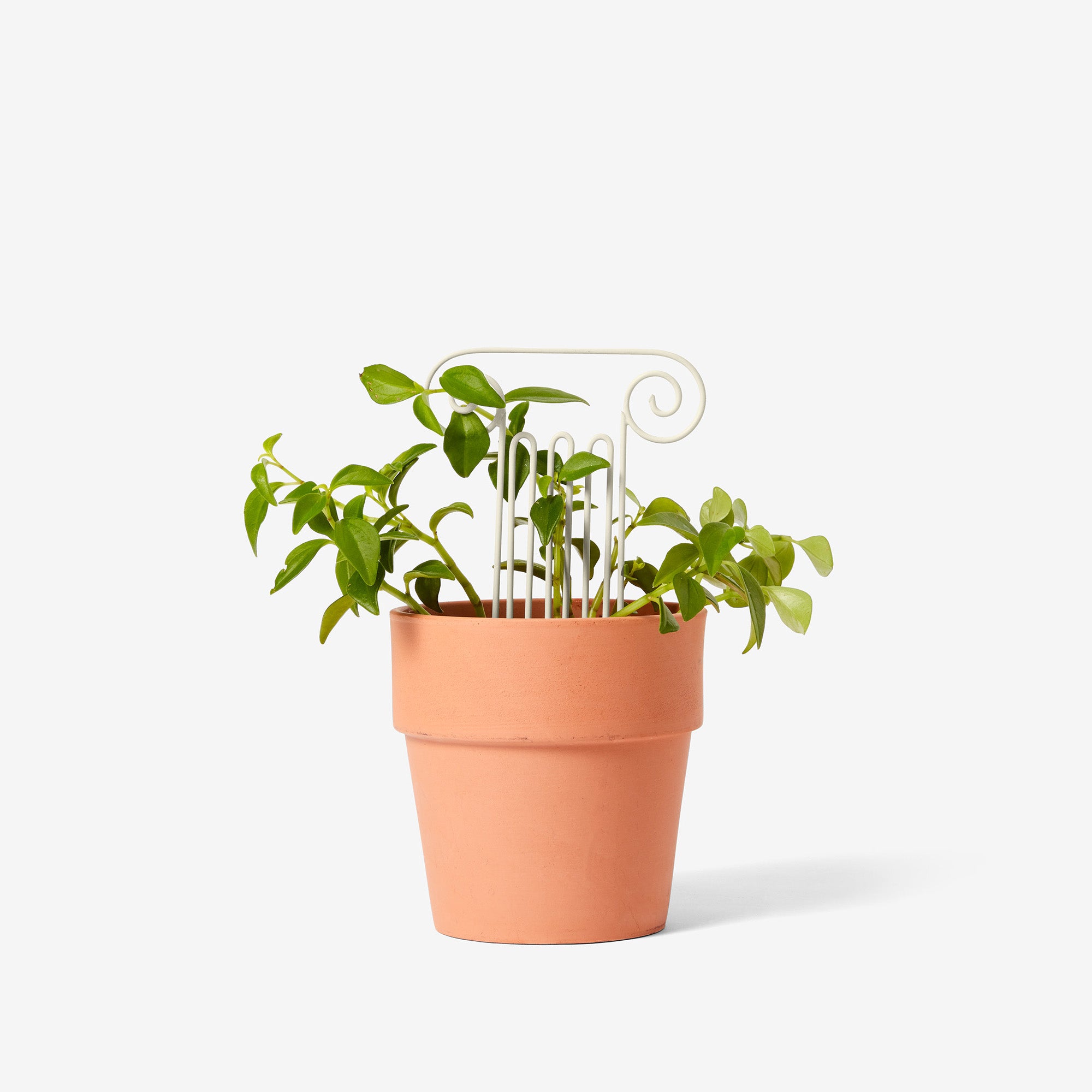 Plant Trellis Mini
